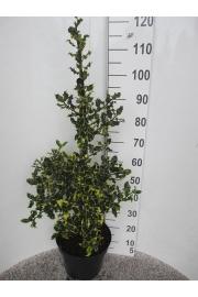 Ilex aquifolium Red Tips C10 Lit. Piramida 80-100 cm
