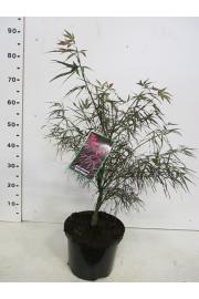Acer palmatum Red Pygmy C10 Lit. 40-50 cm
