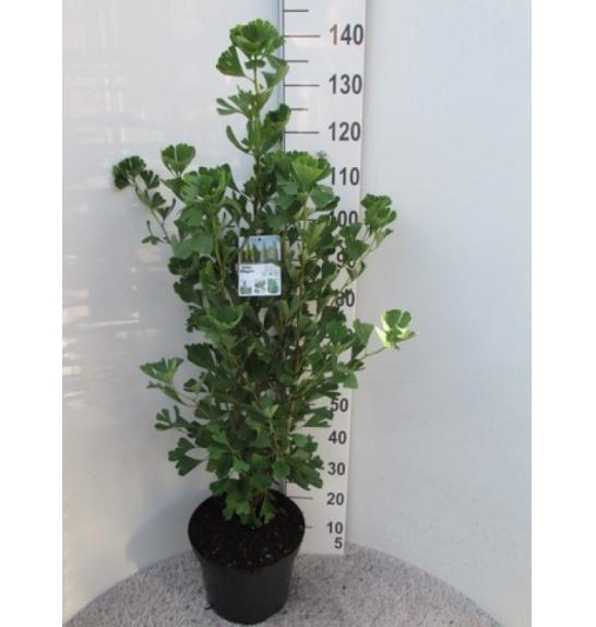 Ginkgo biloba Fastigiata Blagon C10 Lit. 100-125 cm