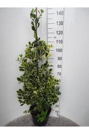 Ilex altaclerensis Golden King C10 Lit. Piramida 100-120 cm