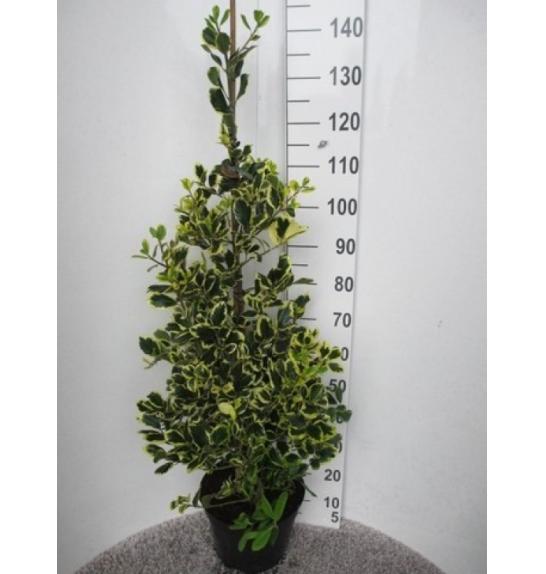Ilex altaclerensis Golden King C10 Lit. Piramida 100-120 cm