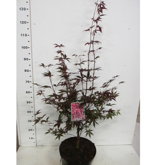 Acer palmatum Red Emperor C10 Lit. 100-125 cm