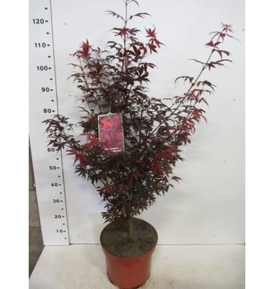 Acer palmatum Skeeters Broom C10 Lit. 100-125 cm