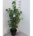 Ginkgo biloba Fastigiata Blagon C15 Lit. 125-150 cm
