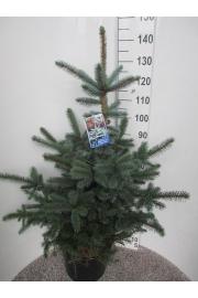 Picea pungens Super Blue C20 Lit. 110-120 cm