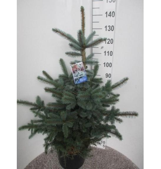 Picea pungens Super Blue C20 Lit. 110-120 cm