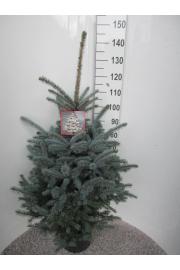 Picea pungens Super Blue C20 Lit. 130-140 cm