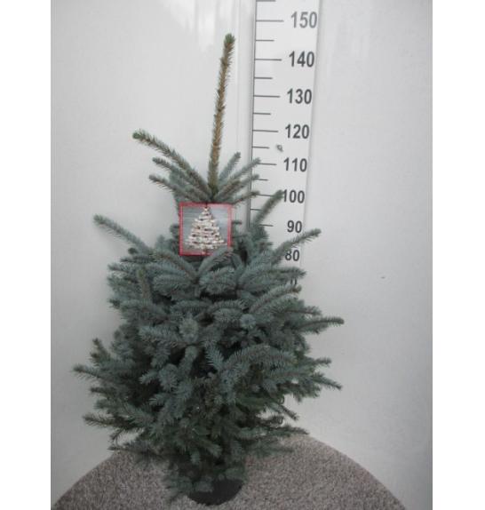 Picea pungens Super Blue C20 Lit. 130-140 cm