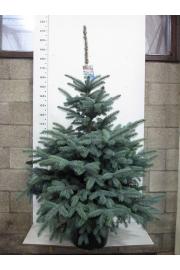 Picea pungens Super Blue C20 Lit. 140-150 cm