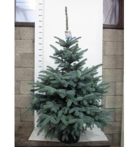 Picea pungens Super Blue C20 Lit. 140-150 cm