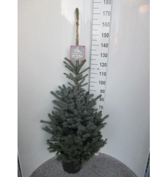 Picea pungens Super Blue C20 Lit. 160-170 cm