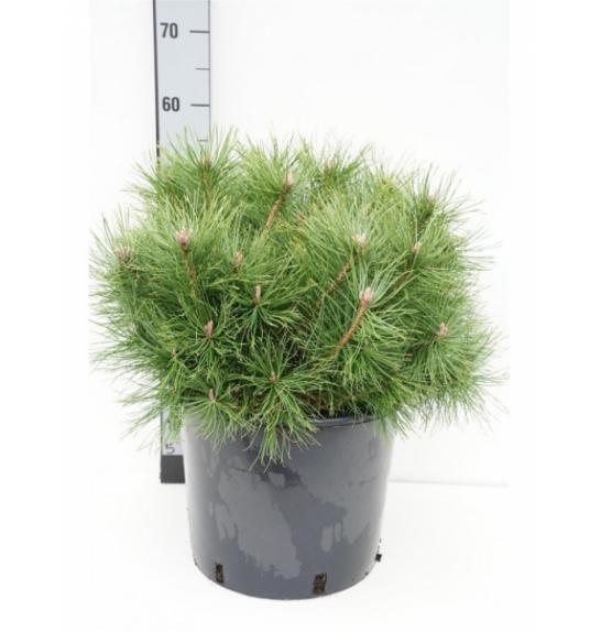 Pinus mugo Uncinata C15 Lit. 60-70 cm