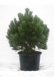 Pinus leucodermis Compact Gem C15 Lit. 60-80 cm