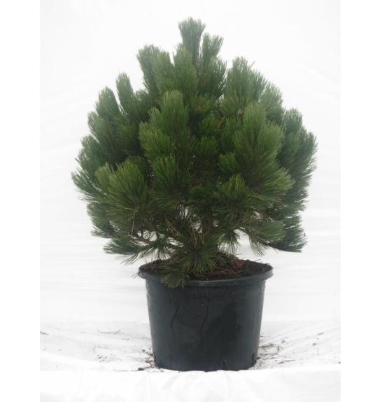 Pinus leucodermis Compact Gem C15 Lit. 60-80 cm