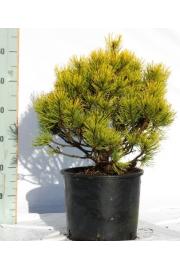 Pinus mugo Wintergold C25 Lit. 60-80 cm