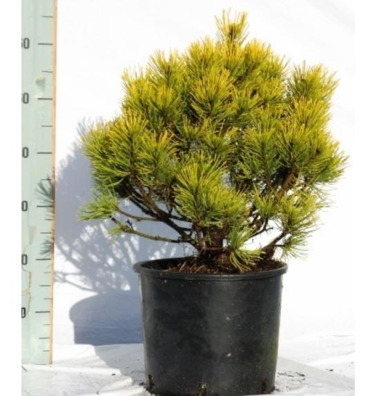 Pinus mugo Wintergold C25 Lit. 60-80 cm