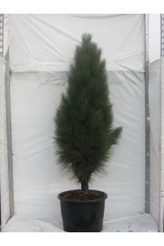 Pinus nigra Pyramidalis C40 Lit. 180-200 cm