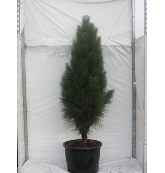 Pinus nigra Pyramidalis C40 Lit. 180-200 cm