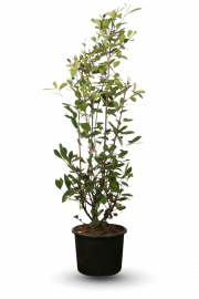 Photinia fraseri Red Robin C35 Lit. 175-200 cm