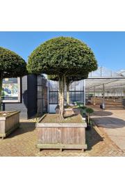 Taxus baccata v lesenem koritu 135x135 Na steblu 150 cm Krošnja 200 cm