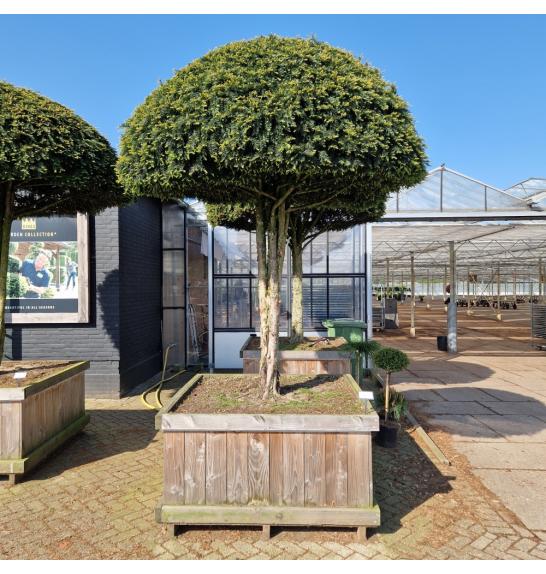Taxus baccata v lesenem koritu 135x135 Na steblu 150 cm Krošnja 200 cm