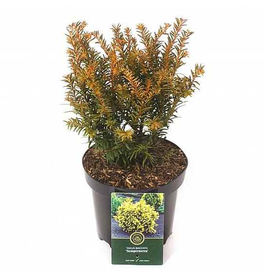 Taxus baccata Semperaurea C2.5 Lit. 25-30 cm