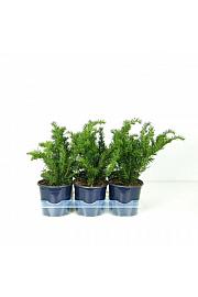 Taxus baccata Repandens Ø15 15-20 cm