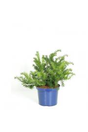 Taxus baccata Repandens C5 Lit. 30-40 cm