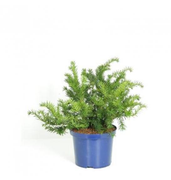 Taxus baccata Repandens C5 Lit. 30-40 cm