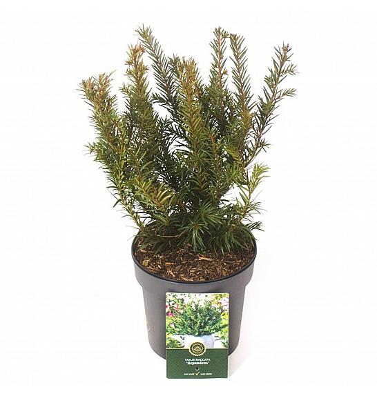 Taxus baccata Repandens C2,5 Lit. 20-25 cm