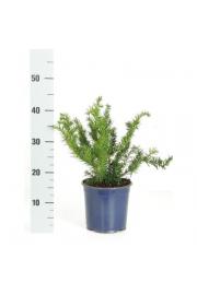 Taxus baccata Repandens C2 Lit. 20-30 cm
