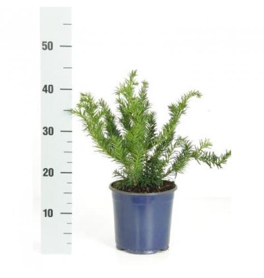 Taxus baccata Repandens C2 Lit. 20-30 cm