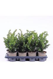 Taxus baccata Repandens C1 Lit. 15-20 cm