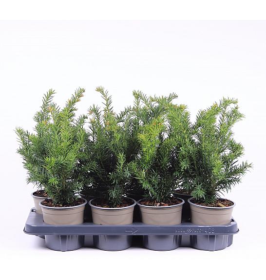 Taxus baccata Repandens C1 Lit. 15-20 cm