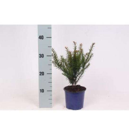 Taxus baccata Ø11 10-15 cm