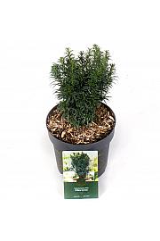 Taxus baccata Funny Jewel ᴾᴿ = Wilco Green C2.5 Lit. 20-25 cm