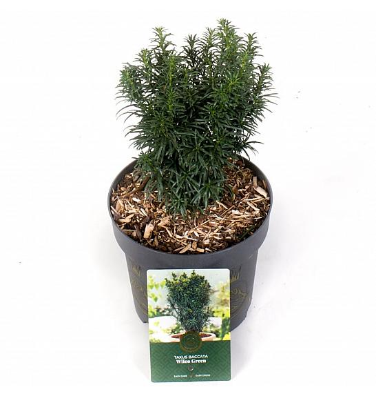 Taxus baccata Funny Jewel ᴾᴮᴿ = ' Wilco Green' C2,5 Lit. 25-30 cm
