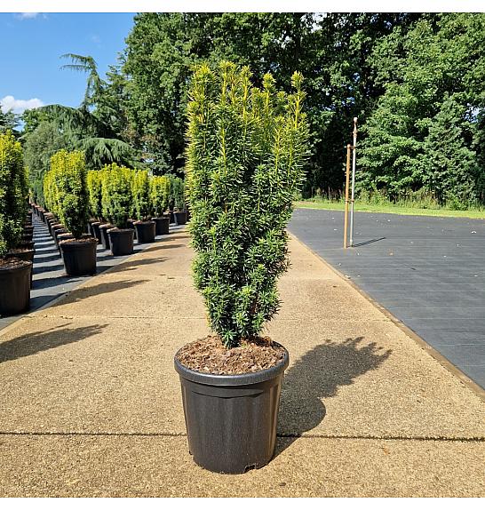 Taxus baccata Fastigiata David C18 Lit. 60-80 cm