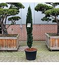 Taxus baccata Fastigiata Robusta C65 Lit. 170-180 cm