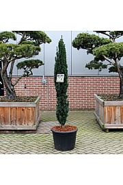 Taxus baccata Fastigiata Robusta C65 Lit. 170-180 cm