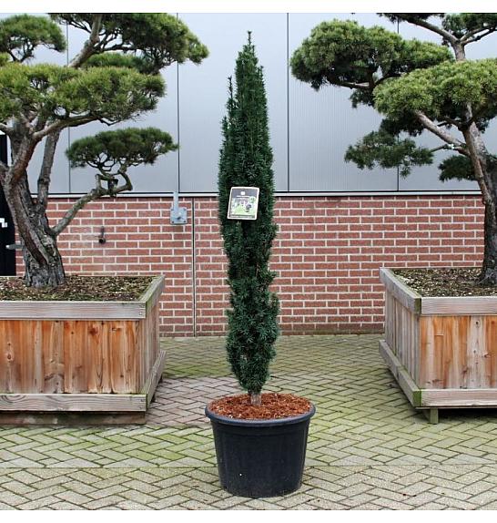 Taxus baccata Fastigiata Robusta C65 Lit. 170-180 cm