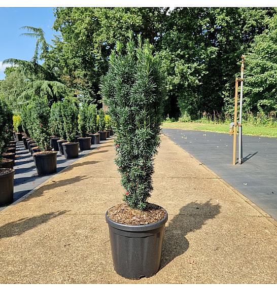 Taxus baccata Fast. Robusta C18 Lit. 70-80 cm