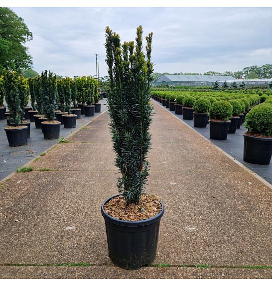 Taxus baccata Fast. Robusta C11 Lit. 60-70 cm