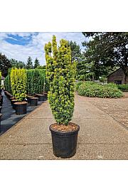 Taxus baccata Fast. David C20 Lit. 80-100 cm