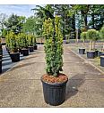 Taxus baccata Fastigiata David C18 Lit. 70-80 cm
