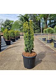 Taxus baccata Fastigiata David C18 Lit. 70-80 cm