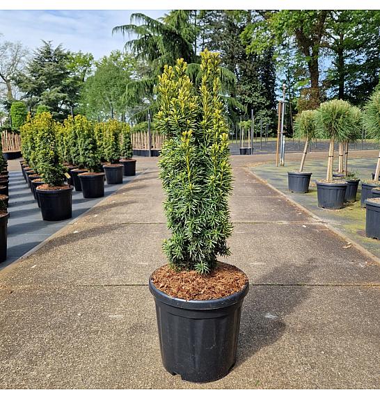 Taxus baccata Fastigiata David C18 Lit. 70-80 cm