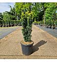 Taxus baccata Fastigiata David C11 Lit. 50-60 cm