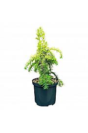 Taxus baccata Dovastonii Aurea C2,5 Lit. 30-40 cm