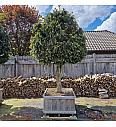 Taxus baccata Dovastoniana V lesenem koritu 120x120 cm; Na steblu 120cm; 250-300 cm Dežnik